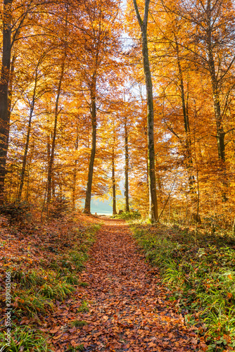  In the autumn forest.