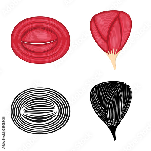 Vector design of fiber and muscular logo. Set of fiber and body stock vector illustration.