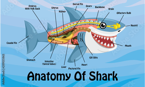 Animal Anatomy Of Shark Cartoon Design Vector Illustration On Blue Water