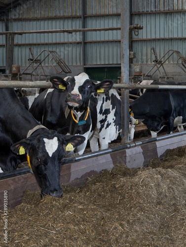 Cows at stable. Farming. Netherlands. Cattle breeding. Eating roughage