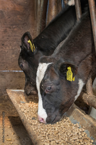 Calf. Calves at stable. Farming. Netherlands. Cows Eating concentrated feed © A