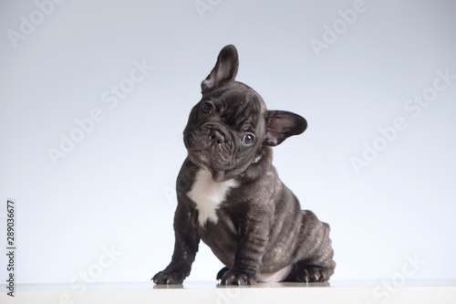 Cachorro de bulldog francés con la cabeza ladeada