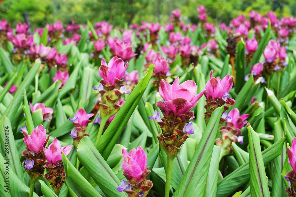 Curcuma sessilis flower with green background. Curcuma sessilis flower with green background.