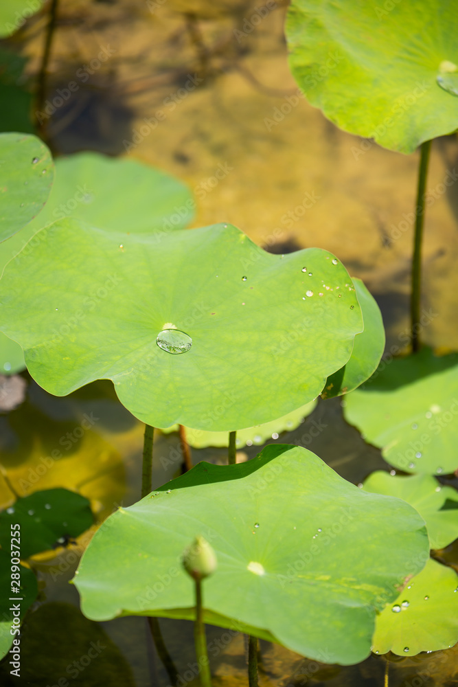 water lily in pond water lily in pond