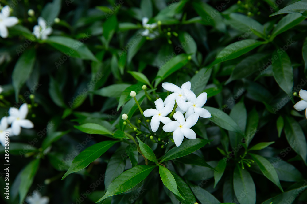 white flowers in garden white flowers in garden
