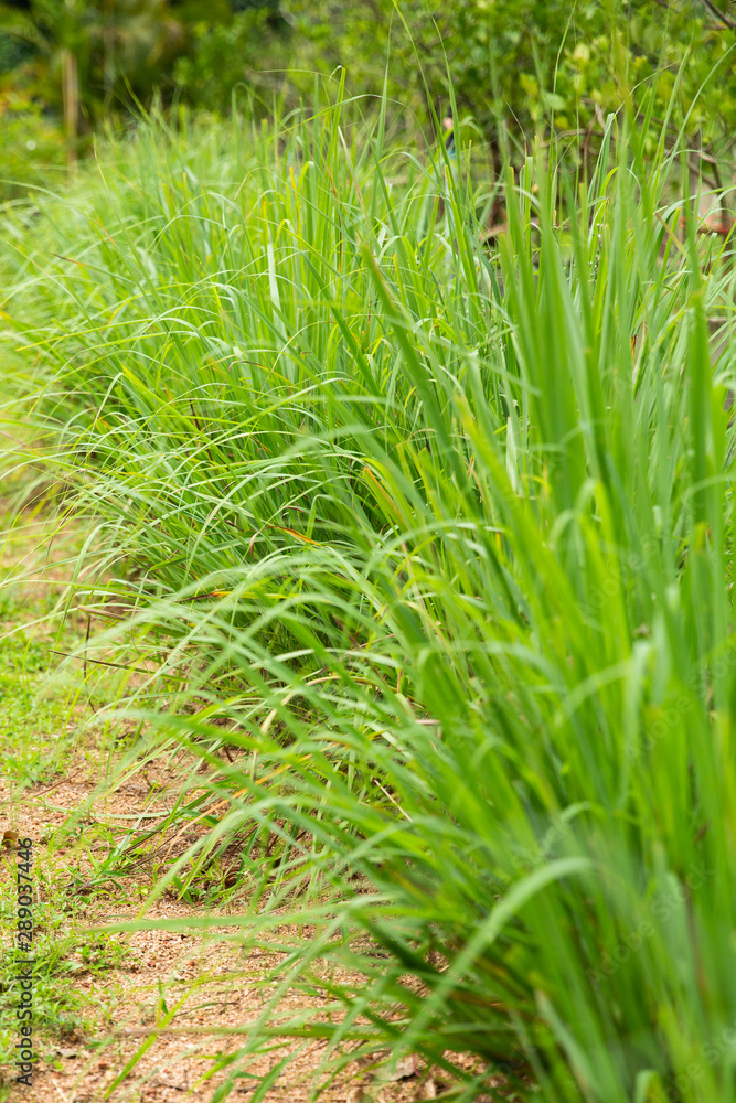 lemon grass green grass in the field lemon grass green grass in the field