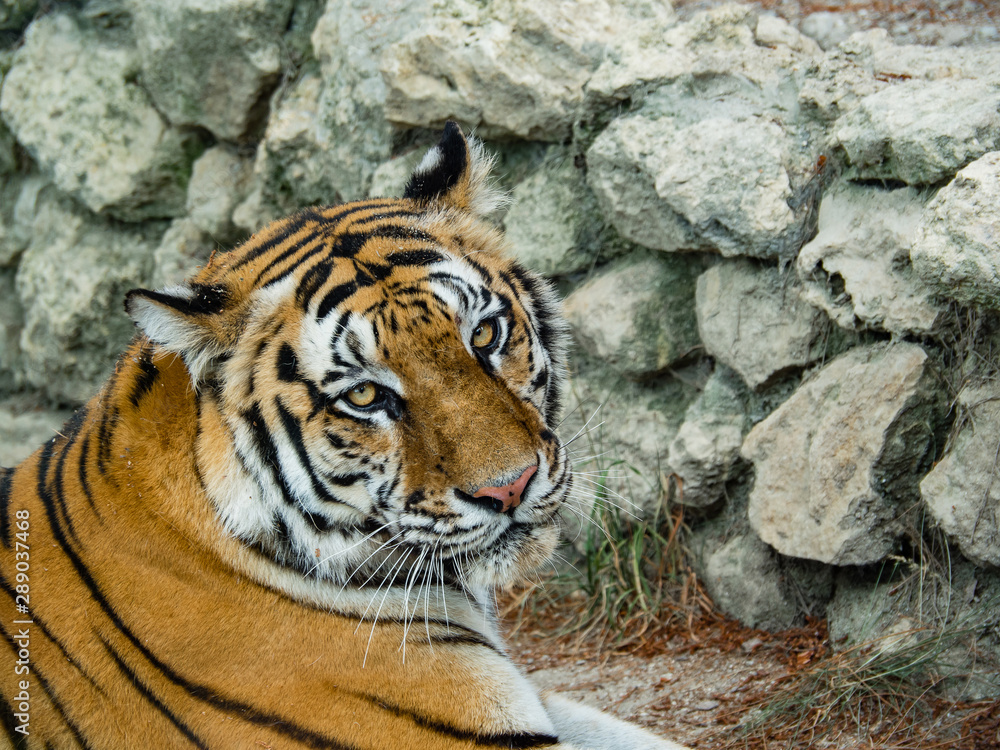 Beautiful tiger lying. The tiger was photographed in the open space of the Safari Park. Tiger close-up photo. Beautiful tiger lying. The tiger was photographed in the open space of the Safari Park. Tiger close-up photo.
