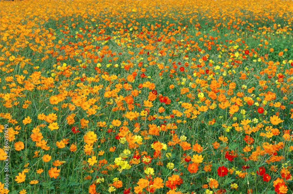 orange and yellow cosmos flowers field