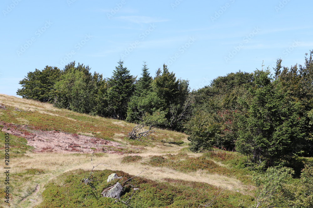 Fototapeta premium Petit chemin d'Alsace