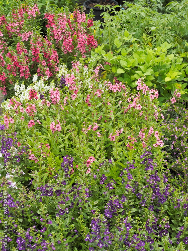 Soft focus Spring Pink, purple and red forget me not flowers or Scorpion grasses (Myosotis arvensis) blossom blooming on branches in garden with green nature blurred background.