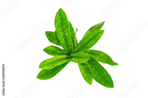 Closeup image of green tropical leaves branch isolated at whitr background.