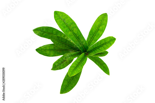 Closeup image of green tropical leaves branch isolated at whitr background.