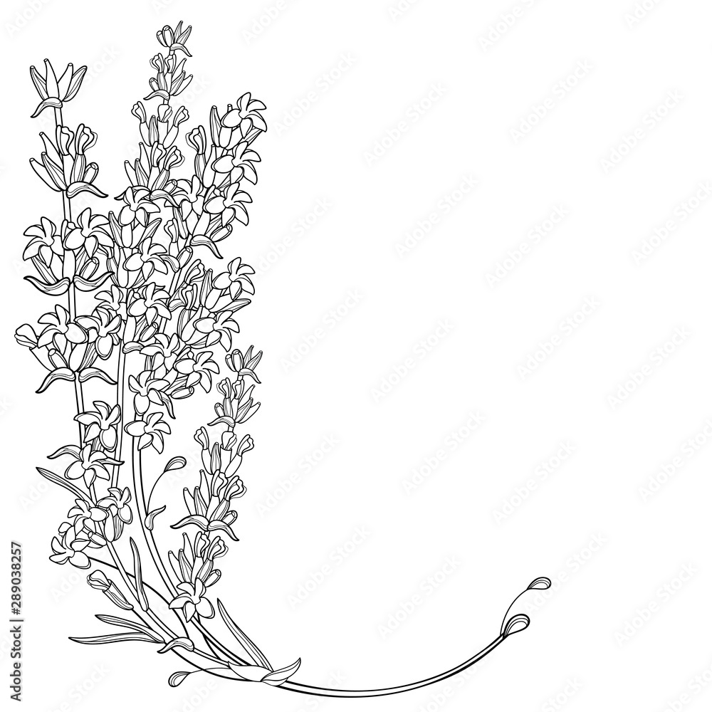 Corner bouquet with outline Lavender flower bunch, bud and leaves in black isolated on white background.