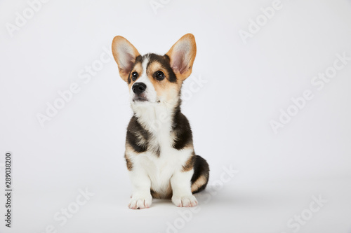 cute welsh corgi puppy sitting and looking away on white background © LIGHTFIELD STUDIOS