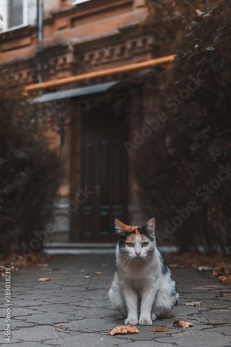 cat on the street