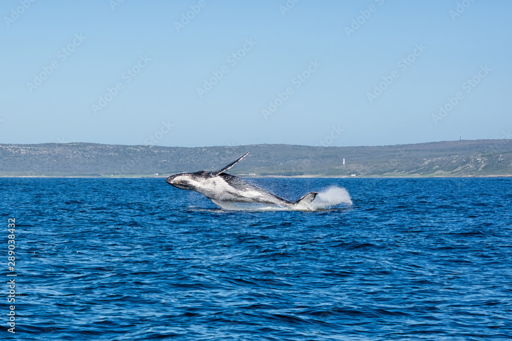 Humpback Whale Breaching Humpback Whale Breaching