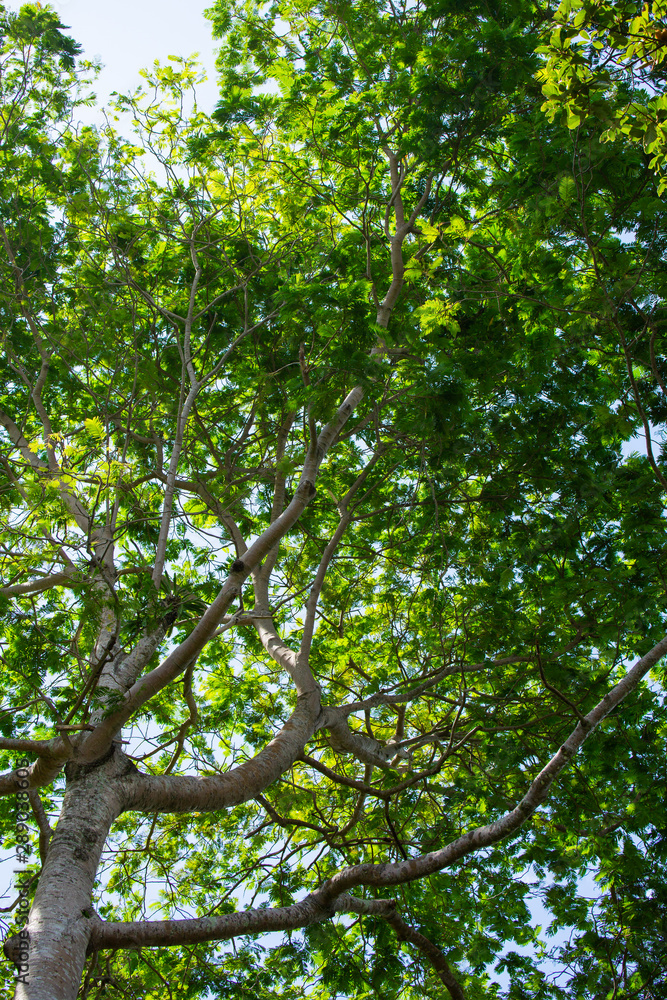 Fototapeta premium green leaves of tree