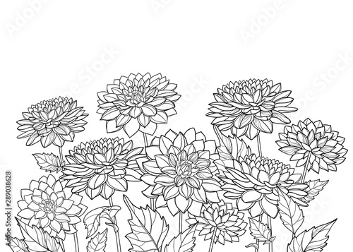 Bouquet of outline Dahlia or Dalia flower and ornate leaf in black isolated on white background.