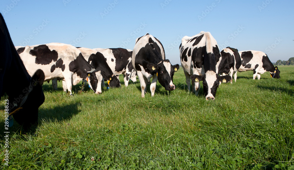 Cows in meadow. Farming. The Netherlands. Cattle breeding Cows in meadow. Farming. The Netherlands. Cattle breeding