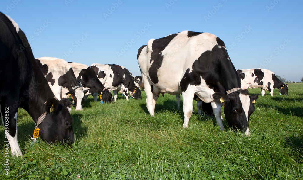 Cows in meadow. Farming. The Netherlands. Cattle breeding Cows in meadow. Farming. The Netherlands. Cattle breeding