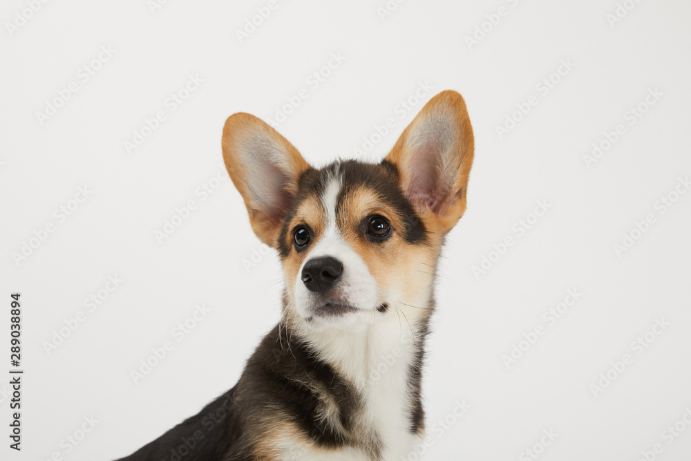 cute welsh corgi puppy looking away isolated on white background