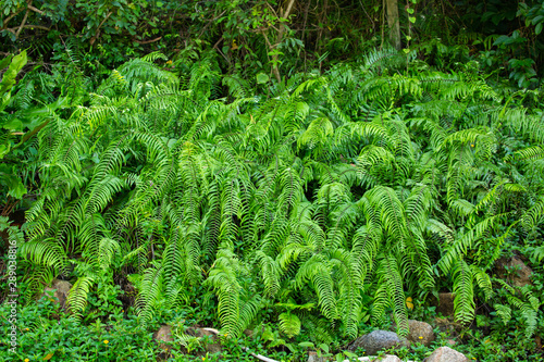 green plants in the garden