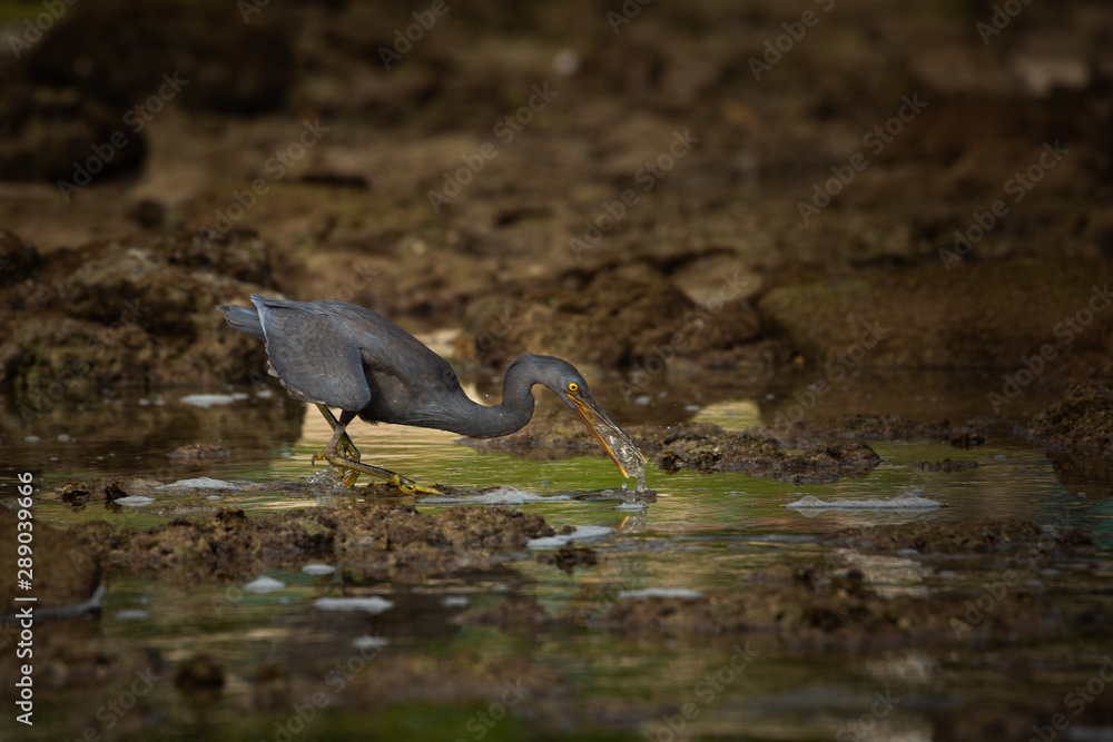 Fototapeta premium great blue heron in water