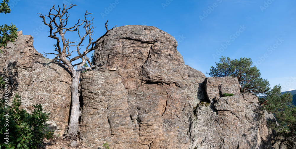 Toter Baum aus dem Felsen