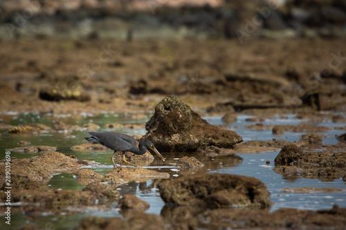 great blue heron in water