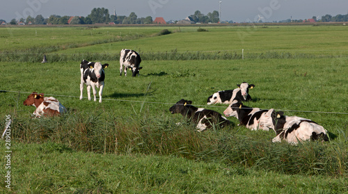 Cows in meadow. Farming. The Netherlands. Cattle breeding