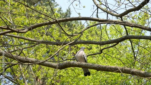 A turtledove on a tree branch in a spring forest.