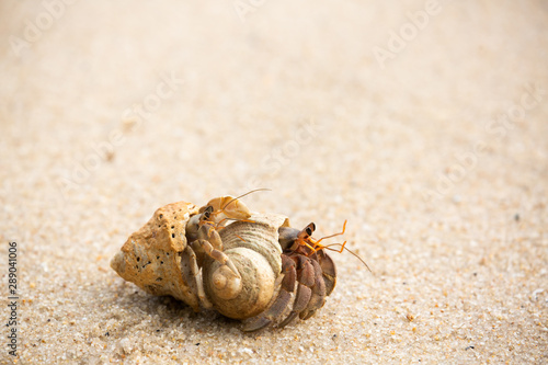 Fotografija hermit crab on the beach