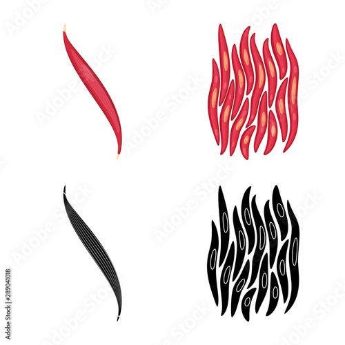 Vector illustration of fiber and muscular symbol. Set of fiber and body stock symbol for web.