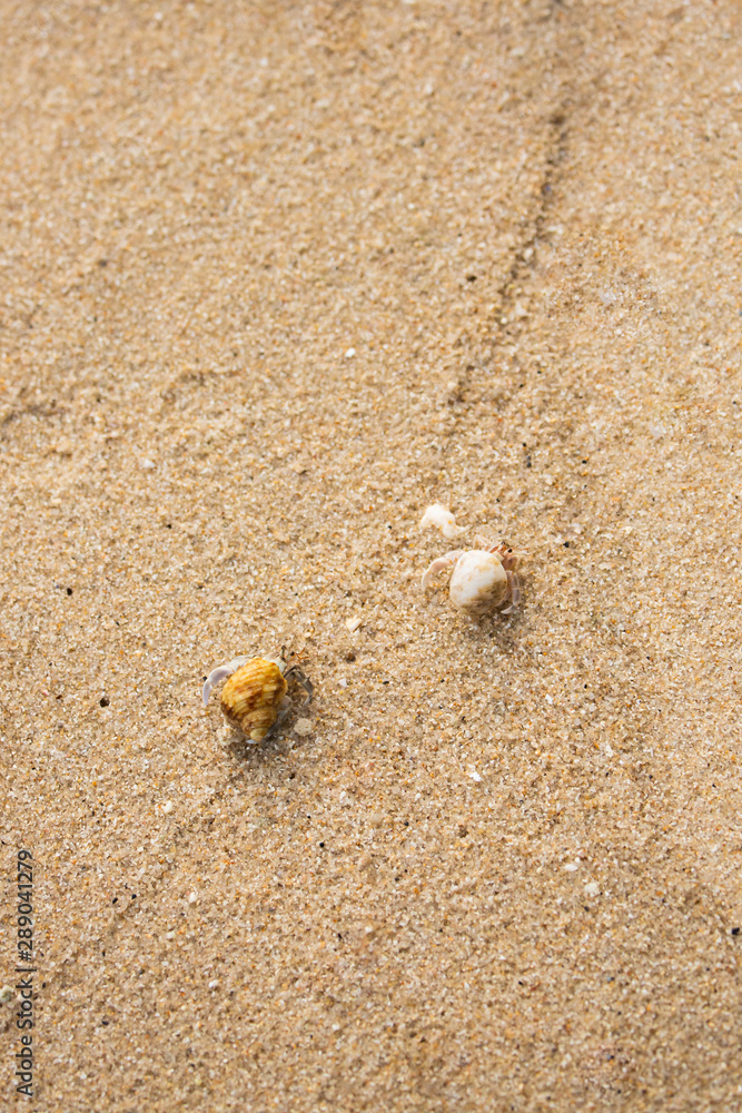 hermit crab hermit crab