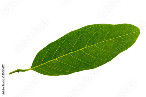 Closeup image of tropical green leaf isolated at white background.