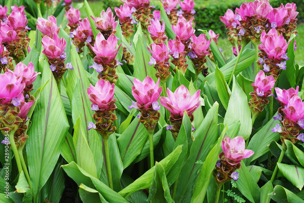 Curcuma sessilis flower with green background. Curcuma sessilis flower with green background.