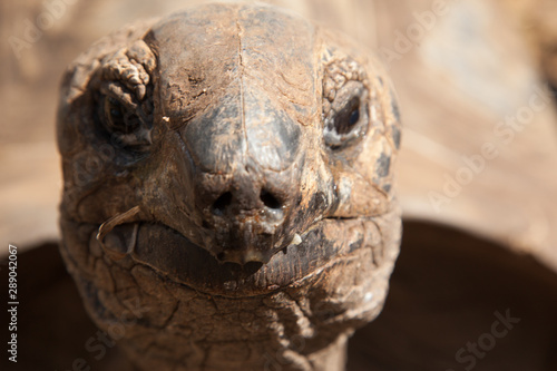 turtle close © Andreas "Andi" GALL
