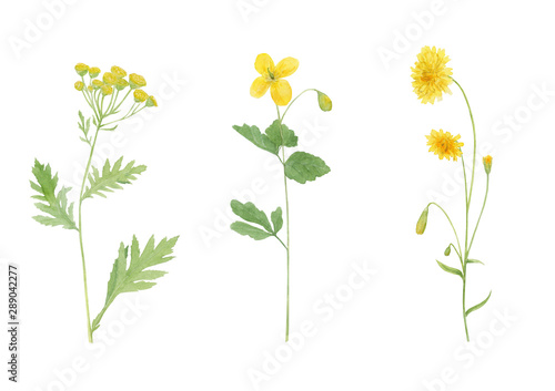 Watercolor hand drawn botanical set illustration with wild field or meadow yellow flowers  crepis tectorum, tansy and celandine isolated on white background
