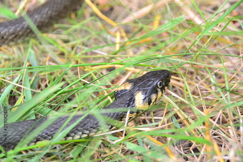 grass snake natrix natrix