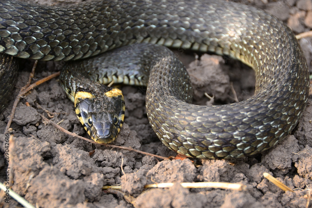 grass snake natrix natrix