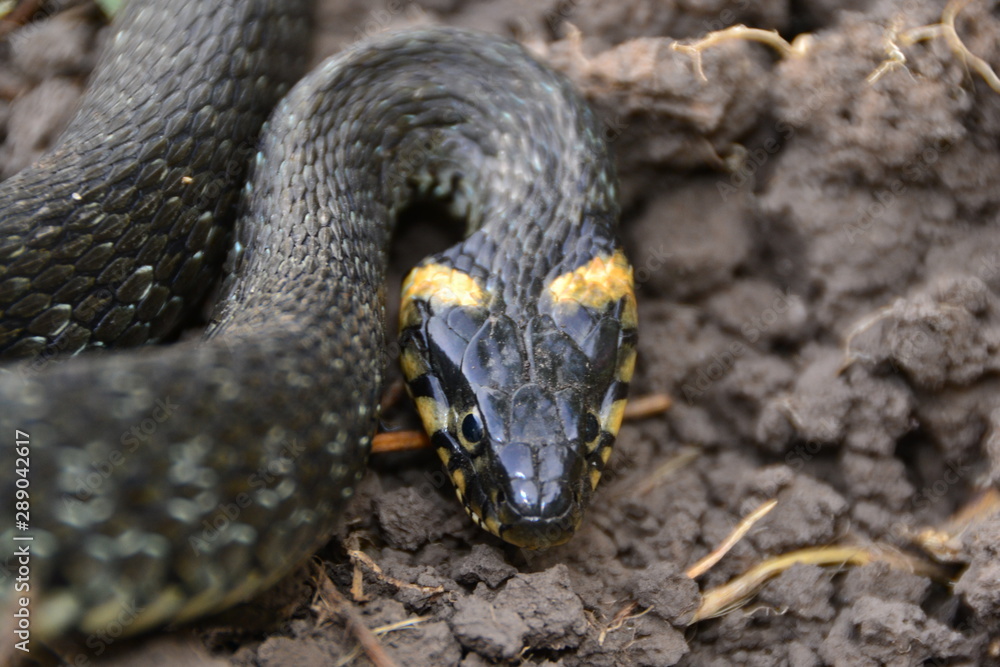 grass snake natrix natrix grass snake natrix natrix