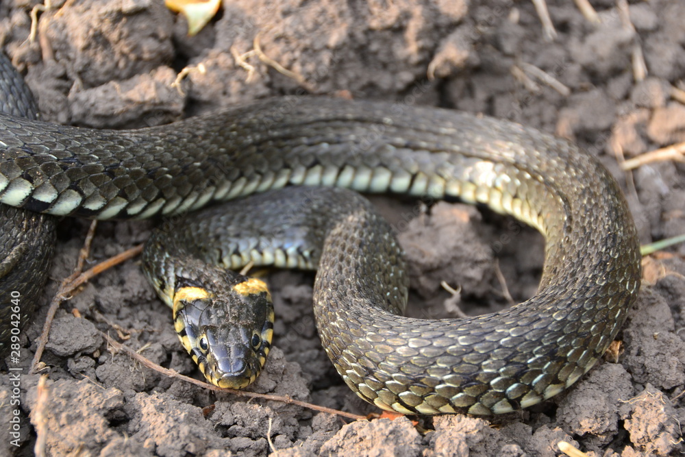 grass snake natrix natrix grass snake natrix natrix
