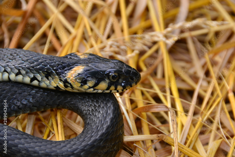 grass snake natrix natrix grass snake natrix natrix