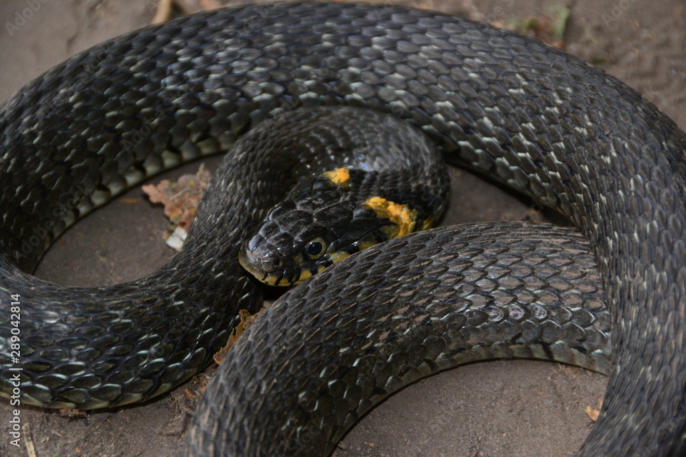 grass snake natrix natrix grass snake natrix natrix