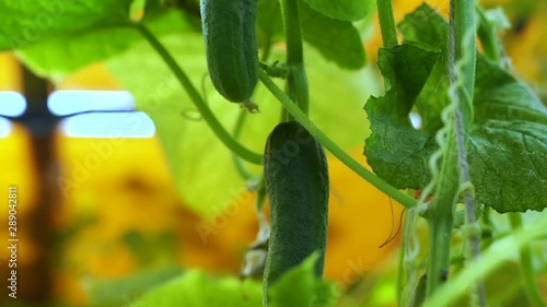 bed of cucumbers at sunset. Plants without GMOs. Vegetarians food. Square cropping Two green not large cucumbers on bush against the background of a bed. Blooming branches of cucumber above ground