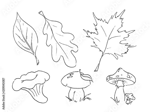 Hand drawn vector autumn set of leaves and mushroom line art isolated on white background.