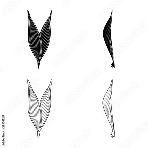 Vector design of fiber and muscular icon. Set of fiber and body vector icon for stock.