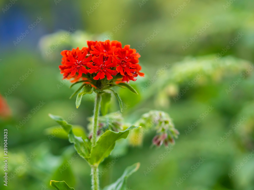 Scarlet red flower of Burning love (Lychnis chalcedonica) blooming in a garden, close up photo with selective focus Scarlet red flower of Burning love (Lychnis chalcedonica) blooming in a garden, close up photo with selective focus