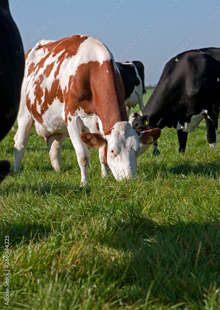 Cows in meadow. Cattle breeding. Netherlands. Farming Cows in meadow. Cattle breeding. Netherlands. Farming