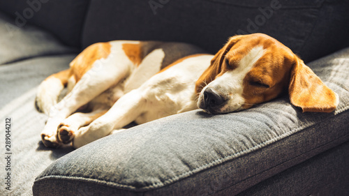 Tableau sur toile Dog lying, sleeping on the dark sofa. Canine background